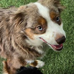 Mia - Toy Australian Shepherd