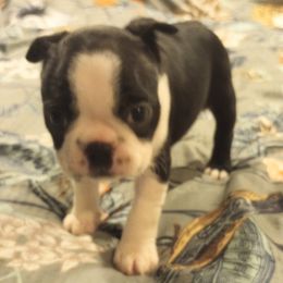 Boston Terrier Puppies from Lotus Life Puppies