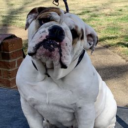 Tofu - English Bulldog
