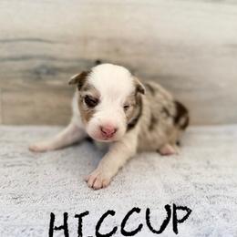 Hiccup - Red merle male Border Collie puppy in Sanger, California from Flying M Cactus Ranch Buddies