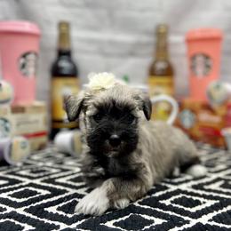 Miniature Schnauzer Puppies from Schnauzers on Robinson Lane
