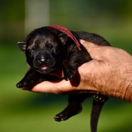 Burgundy - Sable female German Shepherd puppy in Cherryville, North Carolina from Masky Kennel
