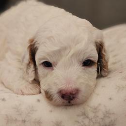Bo Peep - Blenheim female Cavapoo puppy in Glendale, Arizona from Cool Cavapoos