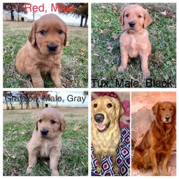Golden Retrievers and Labrador Retrievers from Libby Brown