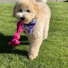 Goldendoodle Puppies from Smiths Doodles