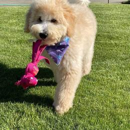 Goldendoodle Puppies from Smiths Doodles