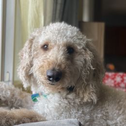 Summer - Goldendoodle