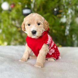 Lego - Cream male Goldendoodle puppy in Sterling, Illinois from Charley's Goldendoodles