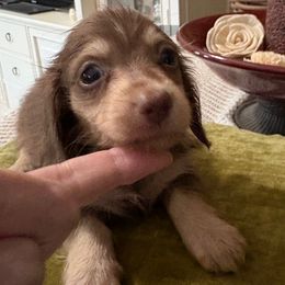Fancy - Chocolate and cream female Dachshund puppy in Visalia, California from DachGraston Dachshunds