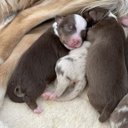Australian Shepherd, Miniature American Shepherd, Miniature Australian Shepherd, and Toy Australian Shepherd Puppies from Painted Blue Aussies