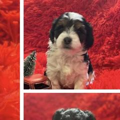 Goldendoodles and Shorkies from Doodle Paradise