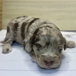 Hans - Red merle male Aussiedoodle puppy in Castalia, Iowa from K&K Kennels