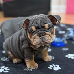 Carol - Blue tri-color female Bulldog puppy in Hernando, Mississippi from Blues City Bulldogs