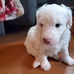 Lily - White female Sheepadoodle puppy in Bellevue, Iowa from Fluffy Wonders Poms and Doodles