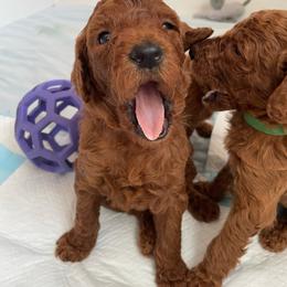 Girl 5 - Red  female Poodle puppy in Clatskanie, Oregon from Columbia River Sunset Poodles