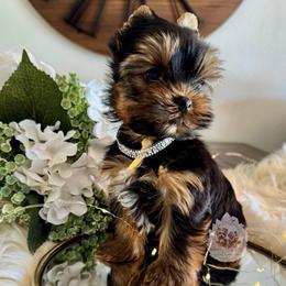 Marigold 5,883 - Black and tan female Yorkshire Terrier puppy in Pittsburg, California from Crystal Garden Yorkies