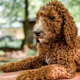 Goldendoodles and Poodles from Oodles of Doodles, NC