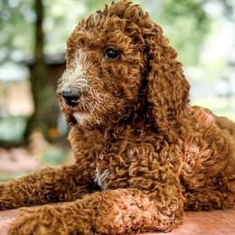 Goldendoodles and Poodles from Oodles of Doodles, NC