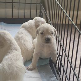 Golden Retriever Puppies from 255 Goldens