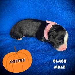 Boy 1 - Black & white male Australian Shepherd puppy in Brookfield Township, Ohio from AussieLand Shepherds