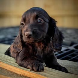 Dachshund Puppies from Valhallah Farms