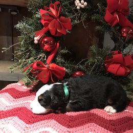 Bernese Mountain Dog Puppies from Stone Hill Farm