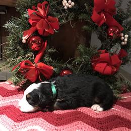 Bernese Mountain Dog Puppies from Stone Hill Farm