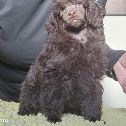 Poodle Puppies from Love chocolate poodles