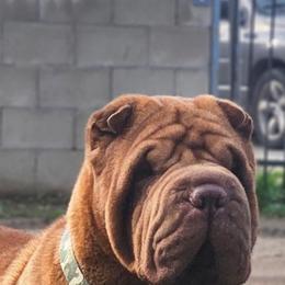 Red - Chinese Shar-Pei