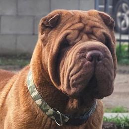Red - Chinese Shar-Pei