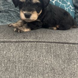 Male 3 - Black male Miniature Schnauzer puppy in Pearland, Texas from K & S Schnauzers