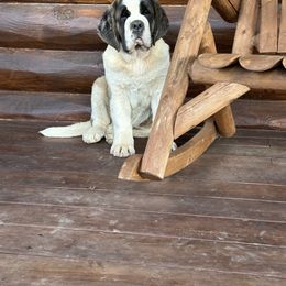 Great Dane and Saint Bernard Puppies from Steel City Saints and Danes