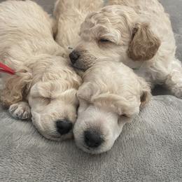 Poodle Puppies from Merrily Miniature Poodles