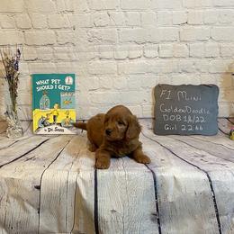 Goldendoodle and Poodle Puppies from Partridge Doodles and Poodles