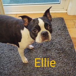 Ellie - Boston Terrier