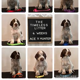 German Shorthaired Pointer puppies from QuietStorm GSP