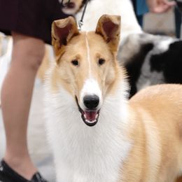 Padme - Collie