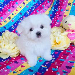 Theodore - White male Maltese puppy in Fresno, California from Soua's Pups