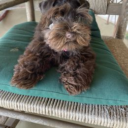 Scout - Miniature Schnauzer