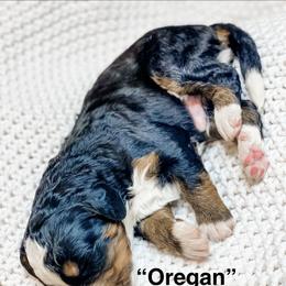 Oregan - Tri-color male Bernedoodle puppy in Hudson, Indiana from TurkeyCreek-K9