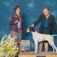 Pointer All Grown Up from Cumbrian Kennel. Henri and Nancy Tuthill