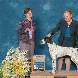 Pointer All Grown Up from Cumbrian Kennel. Henri and Nancy Tuthill