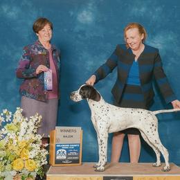 Pointer All Grown Up from Cumbrian Kennel. Henri and Nancy Tuthill