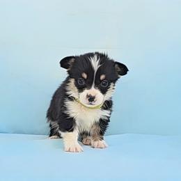 Shania x Wilson Green Collar - Black and tan male Pembroke Welsh Corgi puppy in Grass Valley, California from Triple M Ranch Corgi's