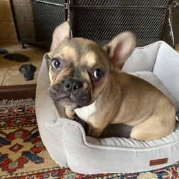 French Bulldog Puppies from TLC Frenchies