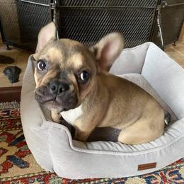 French Bulldog Puppies from TLC Frenchies