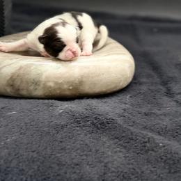 Girl 1 - Sable and white female Japanese Chin puppy in Clark County, Nevada from My Pride Poodles & Japanese Chins