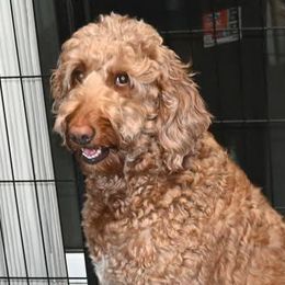 Lucy Lou - Goldendoodle