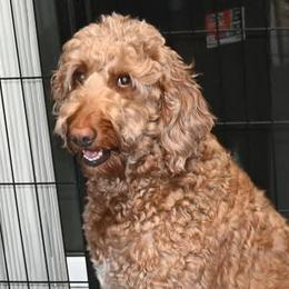 Lucy Lou - Goldendoodle