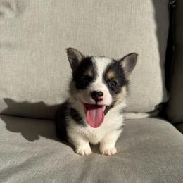 Venus - White and black female Pembroke Welsh Corgi puppy in Riverside, California from Chases Dream Kennel
